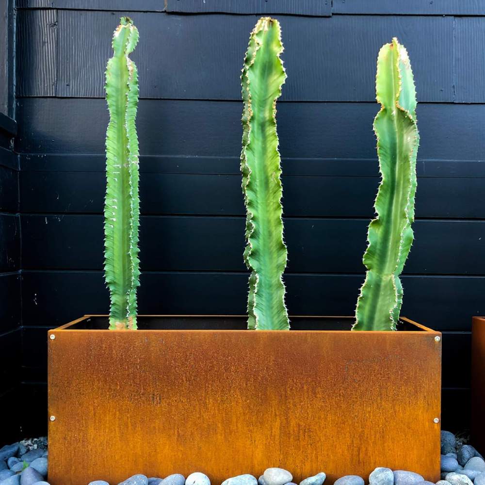 A rusted corten steel planter and garden edging in a Singapore garden